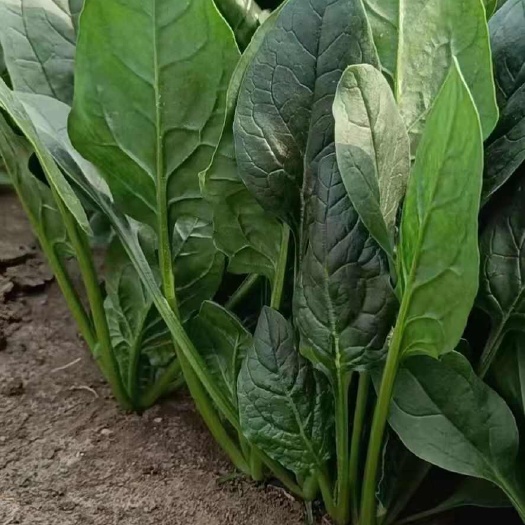 精品菠菜，产地直发大量供应各大市场 商超 学校 食堂
