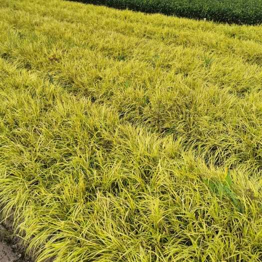 杭州金线石菖蒲，金叶石菖蒲
