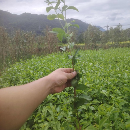 龙井43茶树苗，杆插一年生苗，品种多，欢迎订购