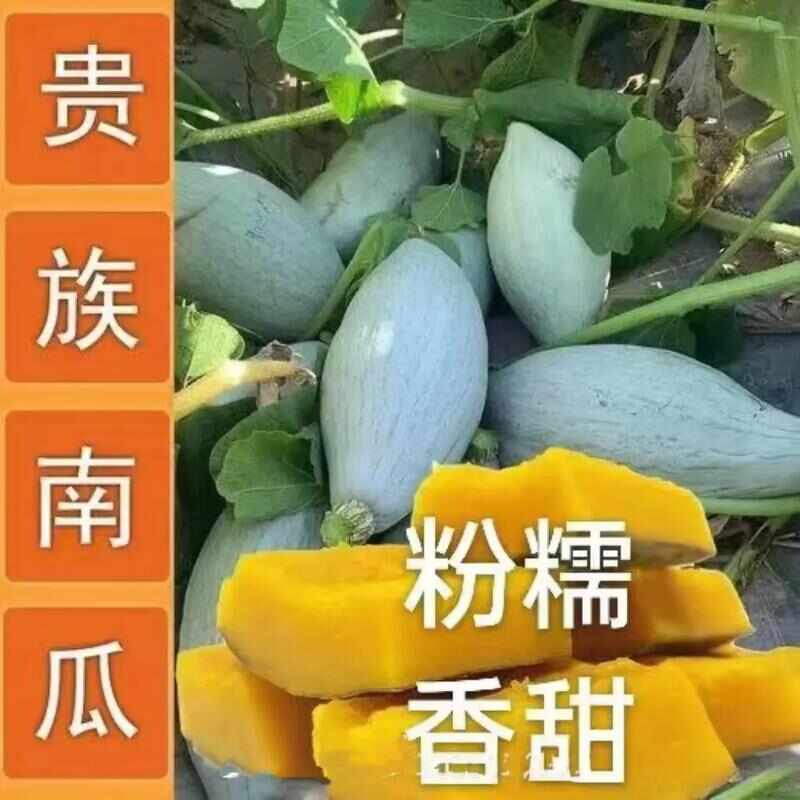 宁夏贵族1号南瓜丑瓜沙土地种植