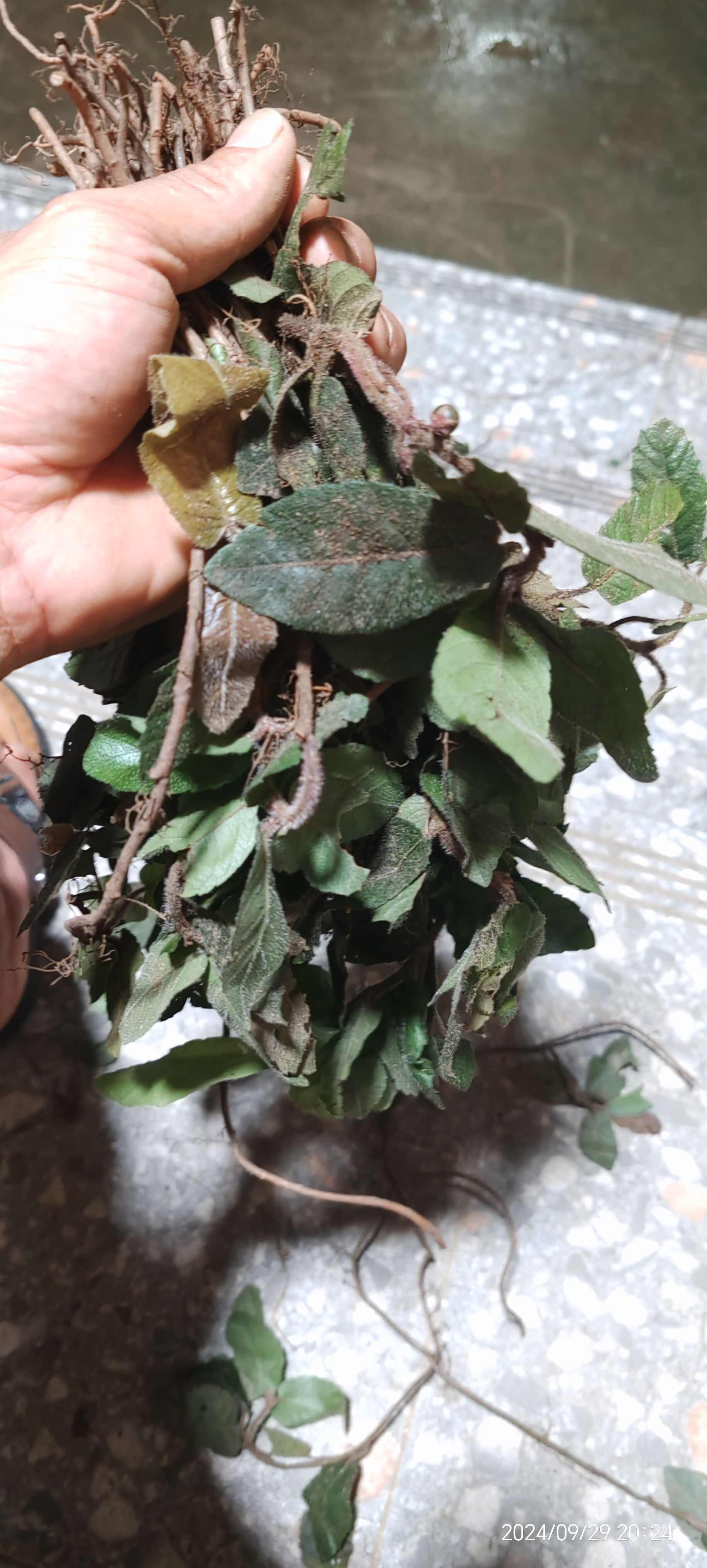 爬地心叶紫金牛（走马胎）