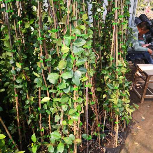 沭阳县出售银丝风车茉莉，爬蕂植物，开花白色浓香，1一10年生苗