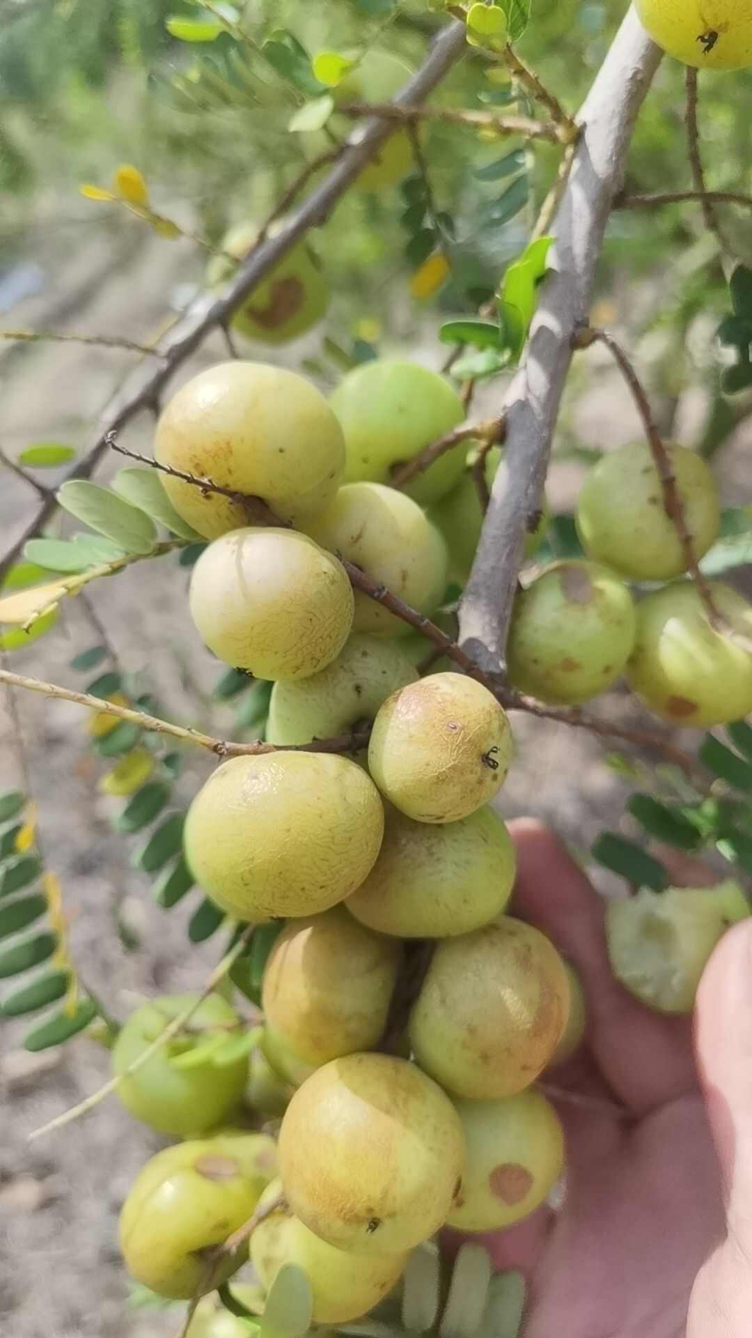 潮汕甜油甘杮饼甘
