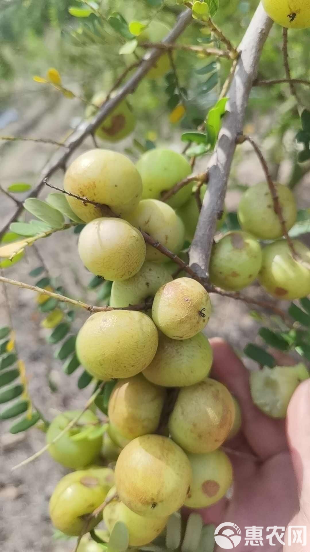 潮汕甜油甘杮饼甘