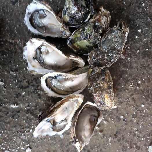 诏安县鲜活长牡蛎 漳州直发 海鲜生蚝批发 食材新鲜保障