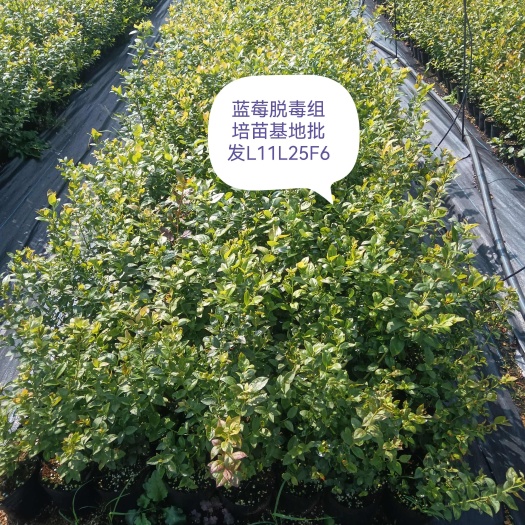 连云港蓝莓脱毒组培苗