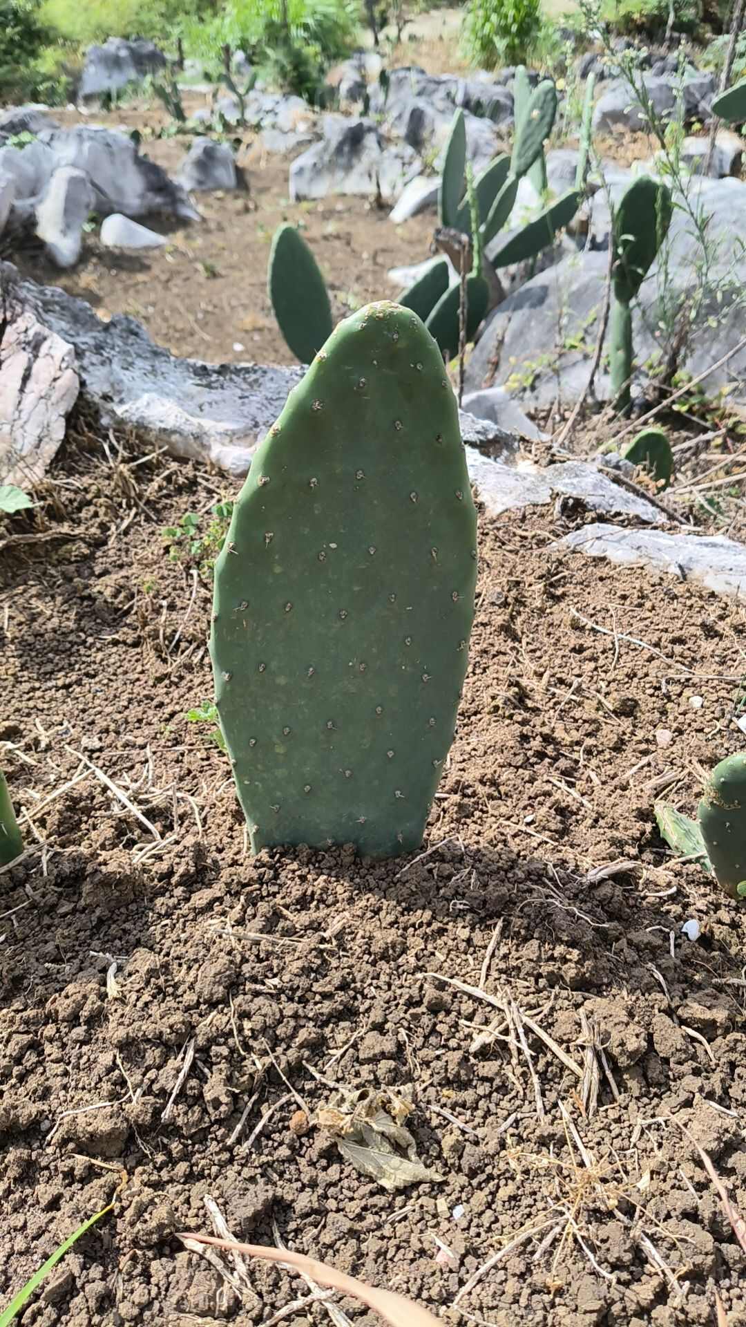 食用仙人掌梨果长片种植片批发。