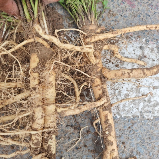 焦作防风大量供货