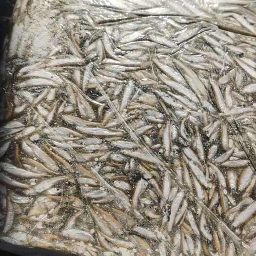 宜昌冻版小刁子鱼饲料鱼  冻版小鲫鱼接受预订