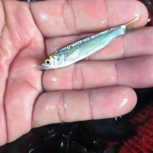 清远赤眼鳟鱼苗，红眼鱼苗，