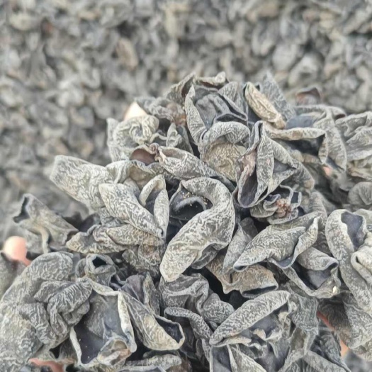 桂林东北深山云耳，肉厚醇厚香甜，