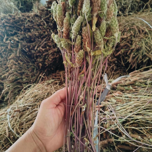 青绿色，超短杆，带根，夏枯草，整株，水洗带根，扎小把。
