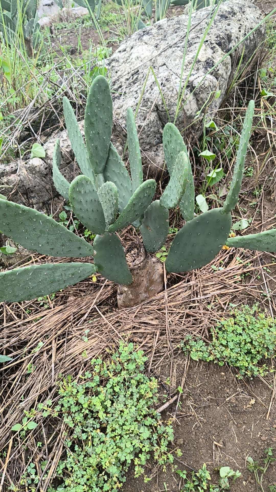 食用仙人掌梨果长片种植片批发。