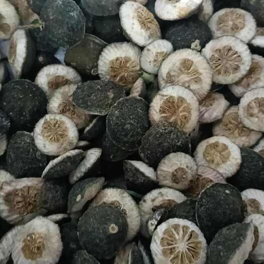 宜都市枳壳，酸橙枳壳，前期货 含量高 质量好