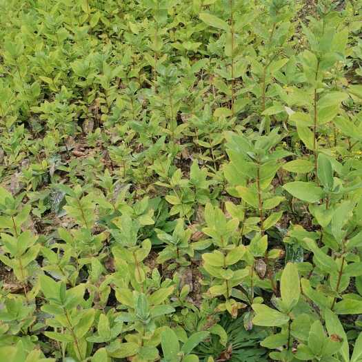 靖宇县蓝靛果1年苗小苗15-30公分
