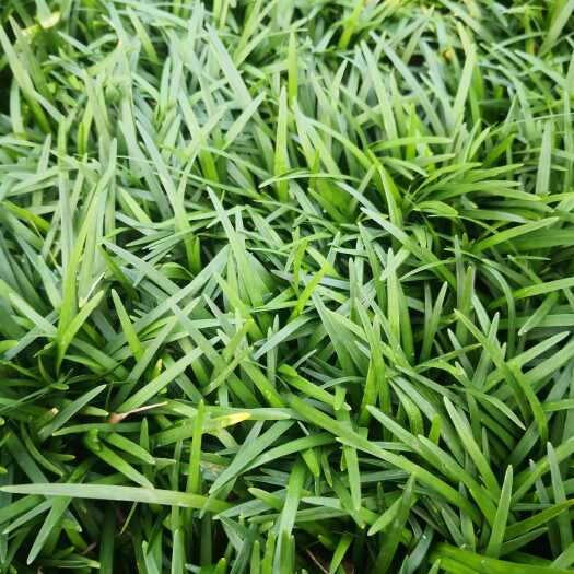 沭阳县日本矮麦冬玉龙草花镜地被植物