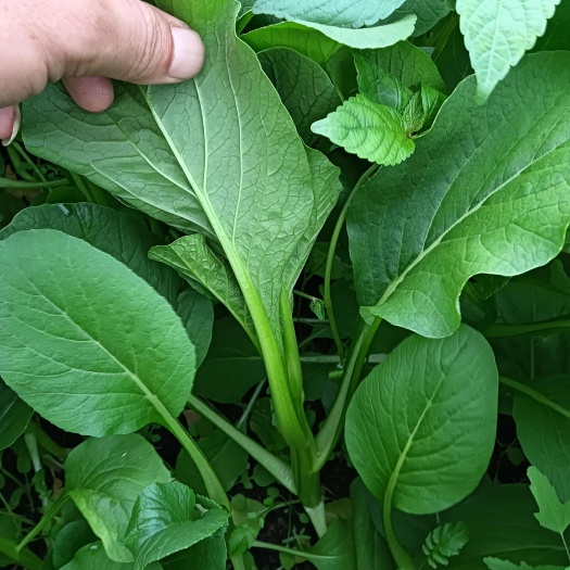 南通广东菜心