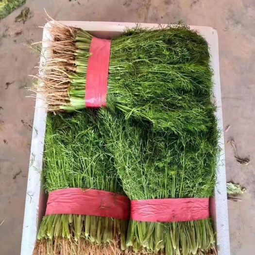 邯郸精品茴香，河北省邯郸市新鲜茴香产地直发颜色绿质量有保证