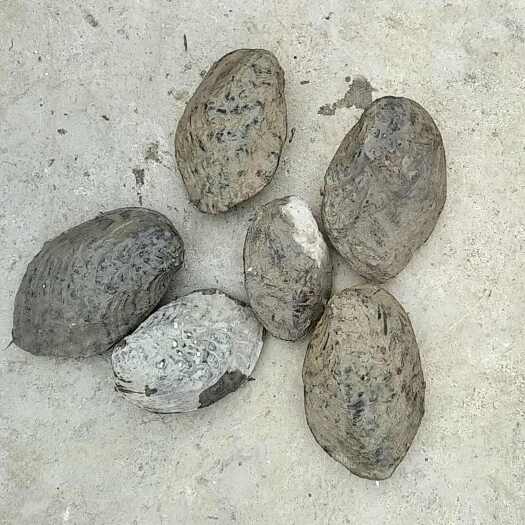 益阳麻蚌壳