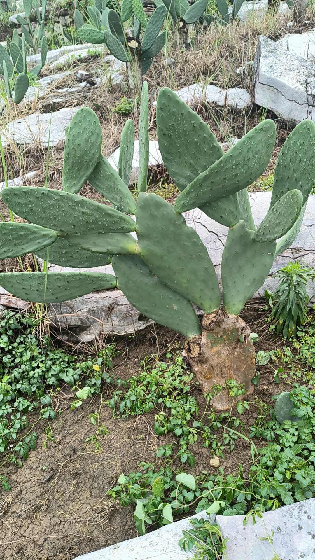 食用仙人掌梨果长片种植片批发。