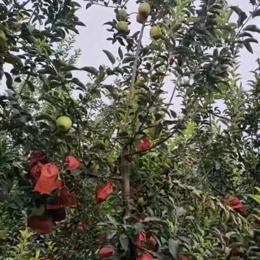 莘县黄金维纳斯 苹果