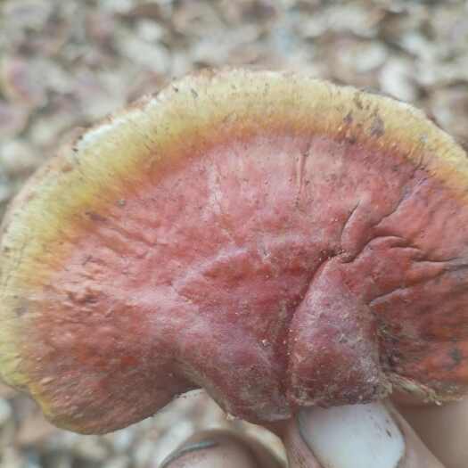 冠县灵芝嫩芽