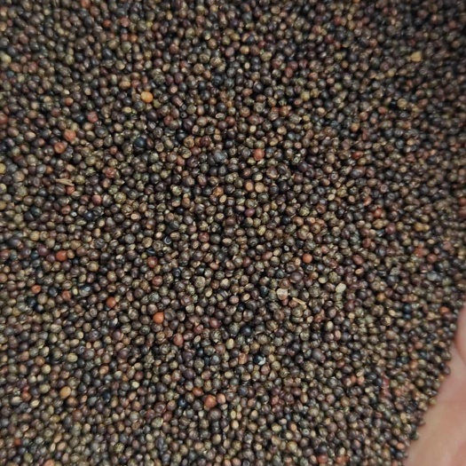小叶红皮千斤拔