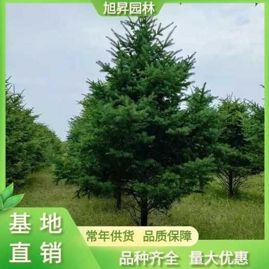 泰安红皮云杉  3.5米云杉，4米云杉