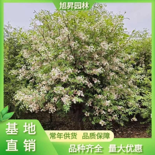 文冠果树苗  文冠果，6-7公分文冠果价格