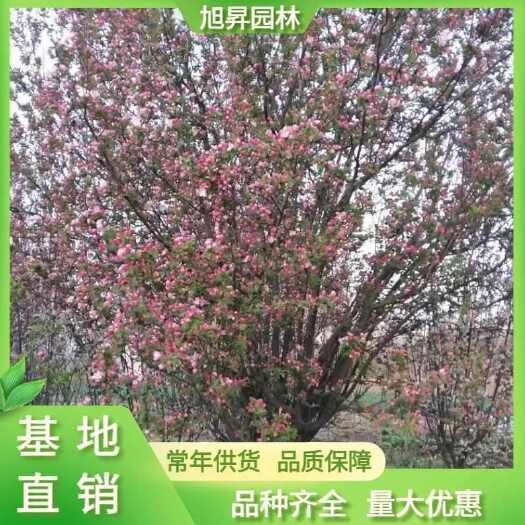 泰安西府海棠  ，14公分价格，15公分，16公分