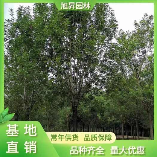 泰安老式白蜡  基地直销白蜡，18-20公分白蜡，丛生白蜡，金叶