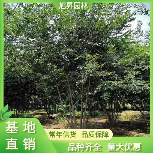 泰安8-9米精品丛生朴树