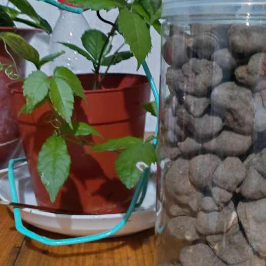 贞丰县三叶青干货精品装