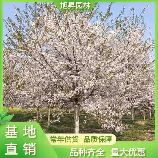 泰安12公分染井吉樱花，分枝1.8米染井吉樱花，