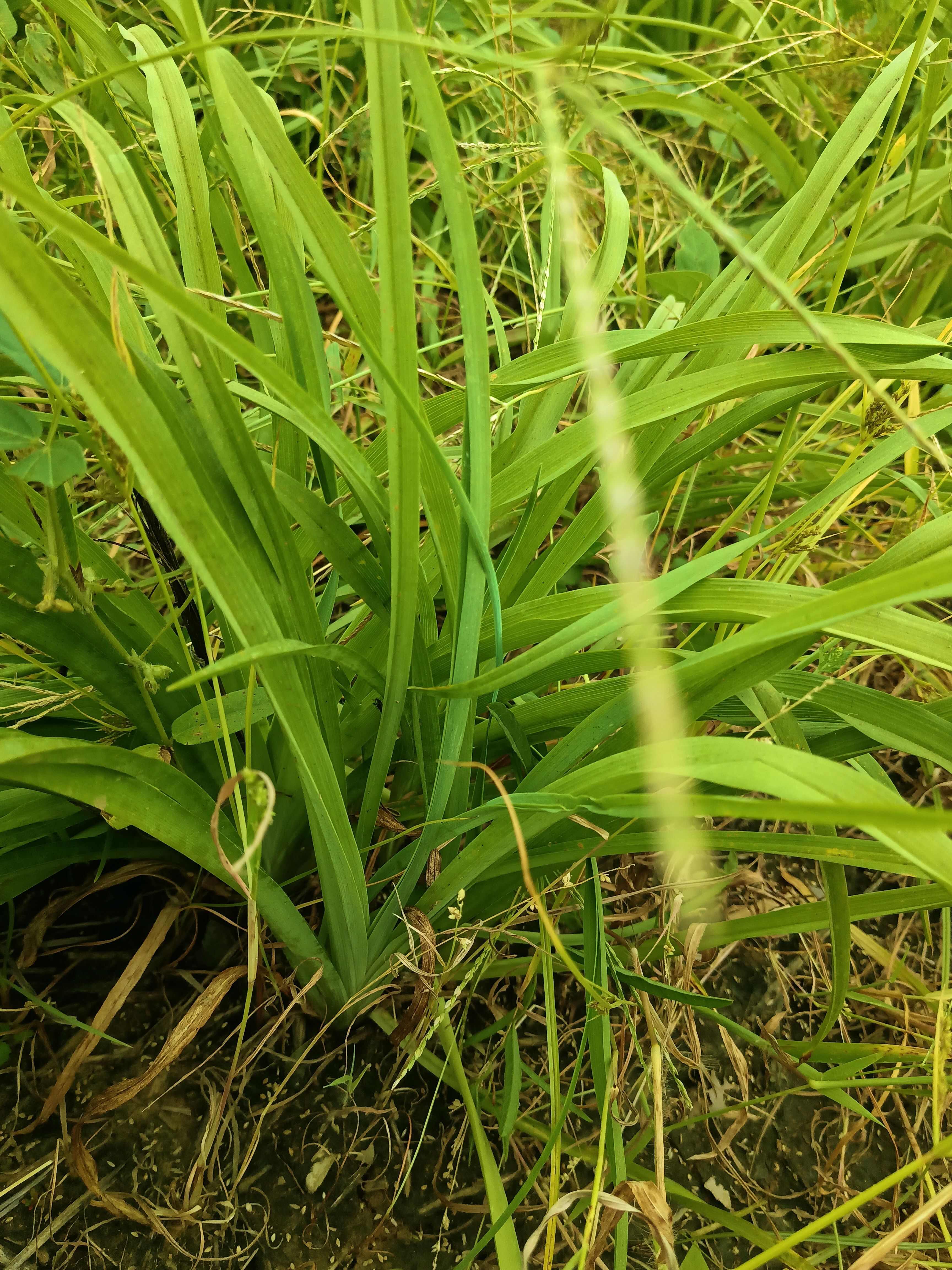 大量供应黄花菜种苗，黄心菜，冲里花，猛子花价格最低，