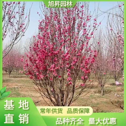 泰安4公分龙柱碧桃，5公分帚桃
