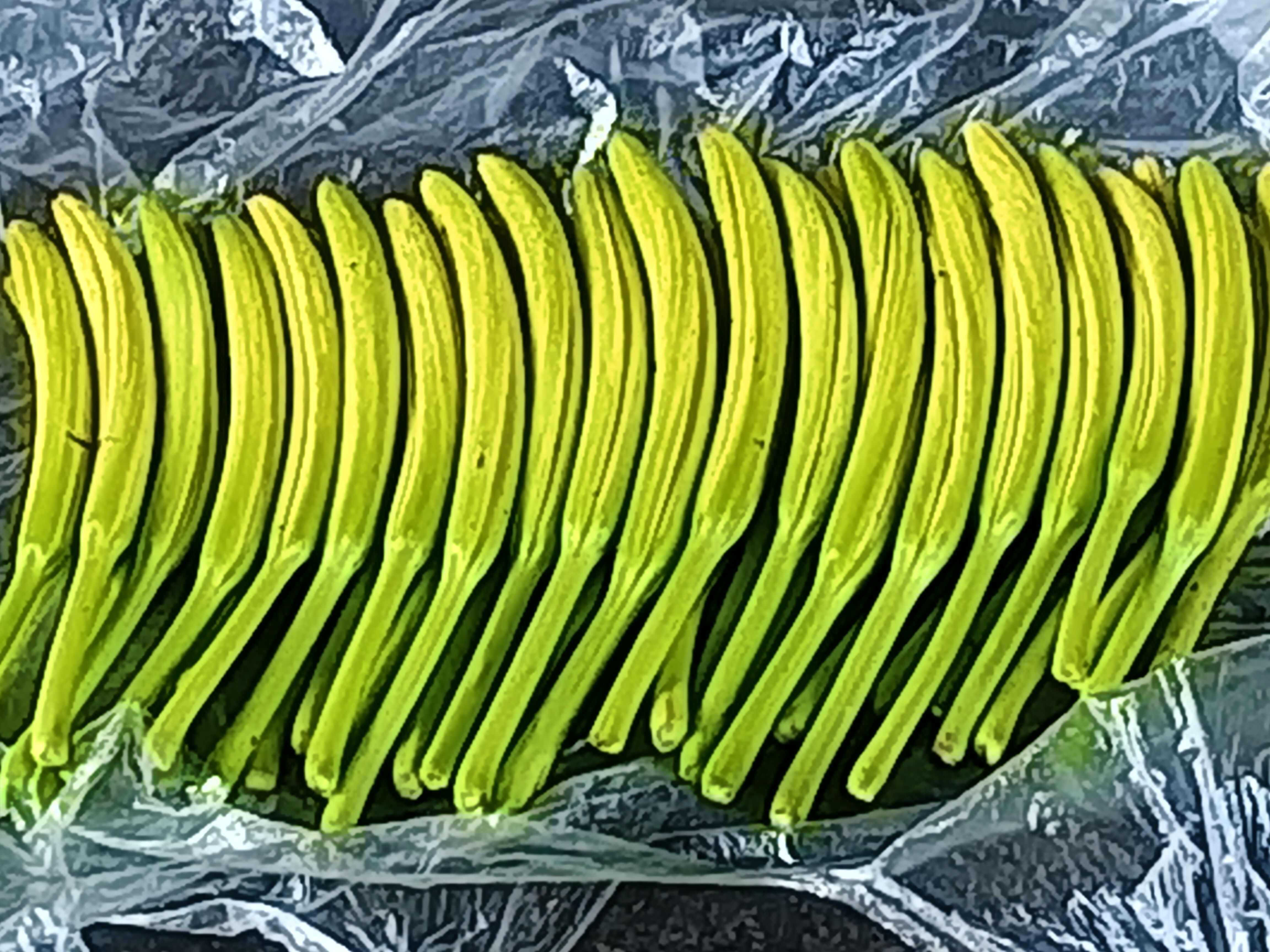 大量供应黄花菜种苗，黄心菜，冲里花，猛子花价格最低，