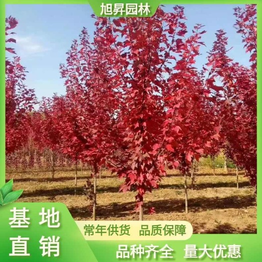 泰安美国红枫，10公分美国红枫价格，12公分美国红枫，基地销售