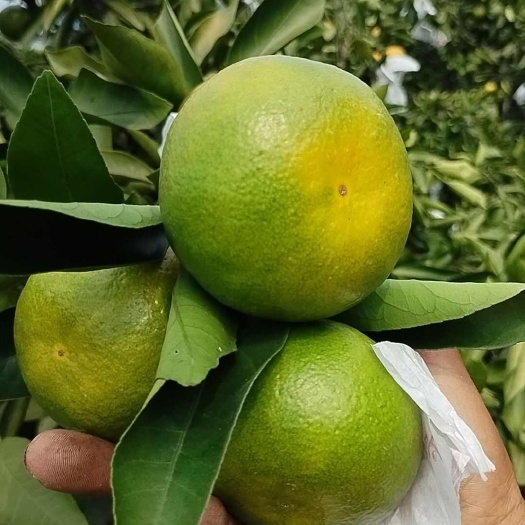 资中县早熟蜜橘