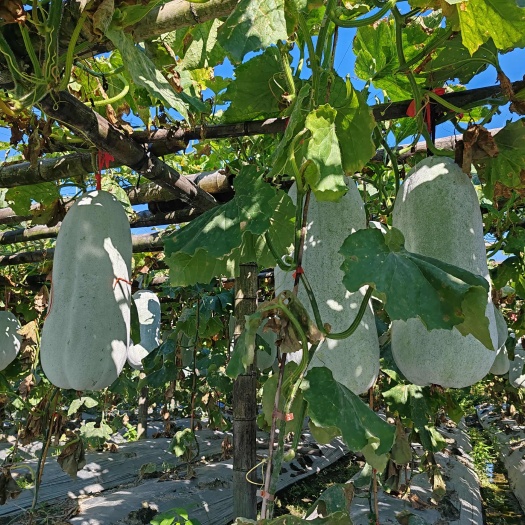 新鲜白皮冬瓜产自江西赣州赣县区现摘现发适宜批发零售