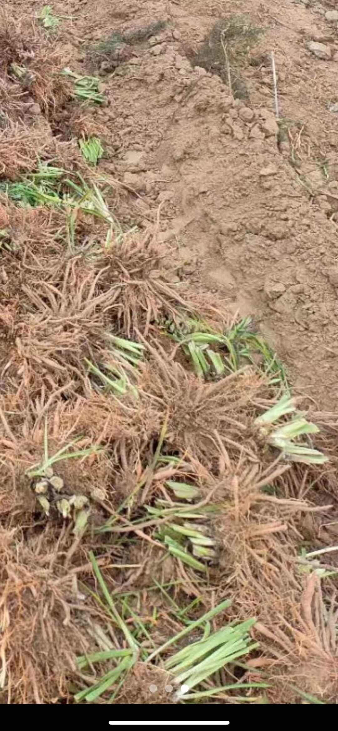 大量供应黄花菜种苗，黄心菜，冲里花，猛子花价格最低，