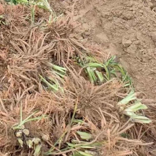 方城县大量供应黄花菜种苗，黄心菜，冲里花，猛子花价格最低，