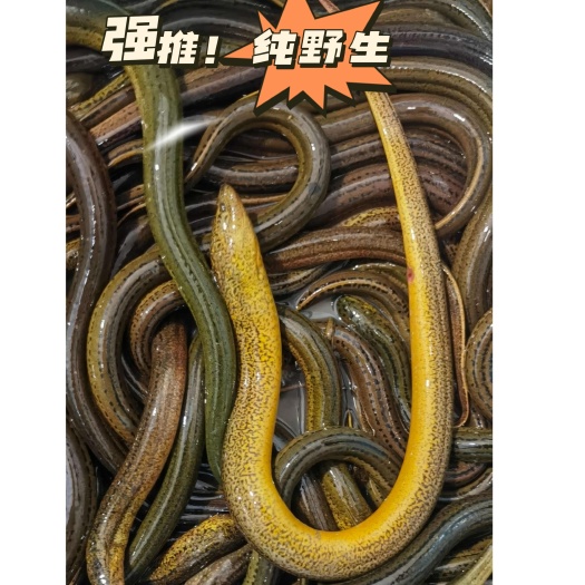 宿松县黄鳝鳝鱼纯地笼装的土黄鳝