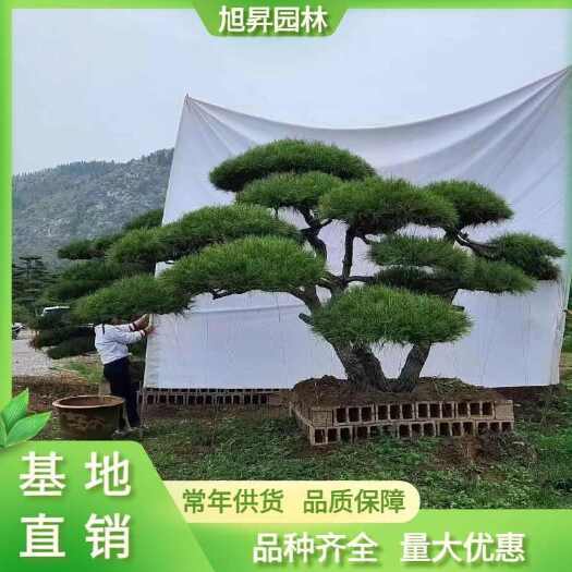 造型景观松，造型油松，造型黑松