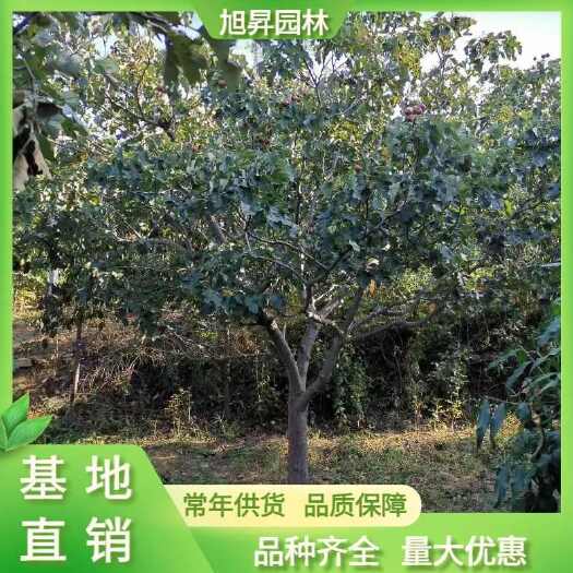 泰安大金星山楂树苗  山楂树，6公分山楂树价格，7-8公分山楂树