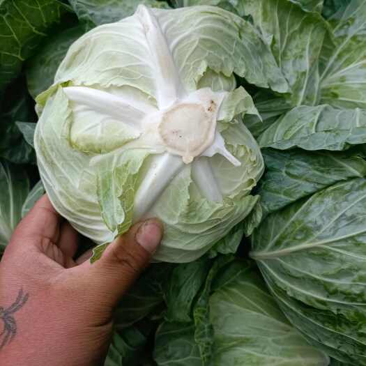 通许县包菜