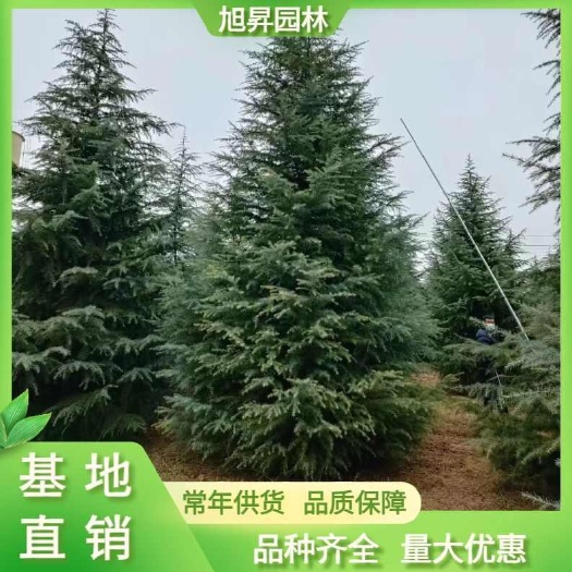 7米雪松基地直销北方雪松，7-8米雪松价格，9-10米雪松