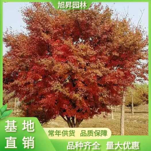 泰安小叶鸡爪槭  精品鸡爪槭，10公分鸡爪槭价格