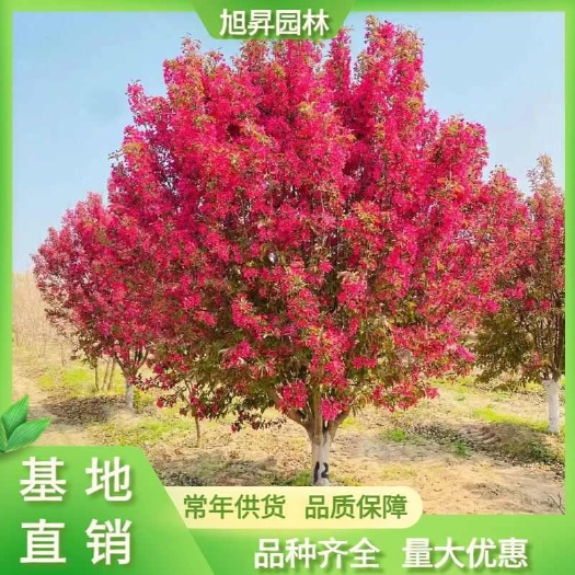 绚丽海棠，精品绚丽海棠10-12公分，分枝1.2米，量大！