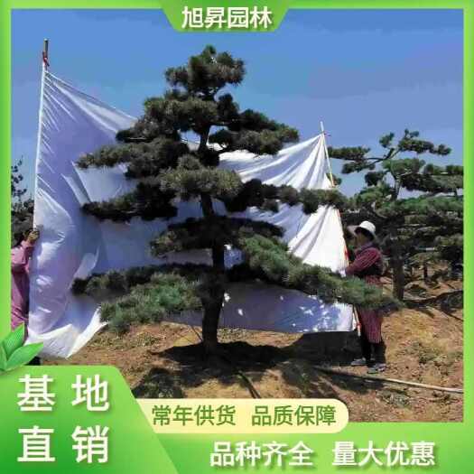泰安造型五针松，泰安精品五针松